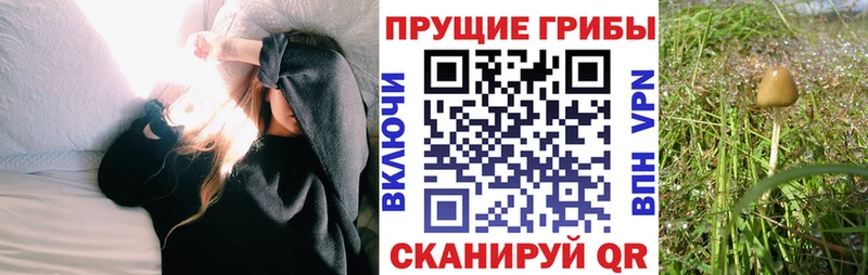 что такое наркотик Трёхгорный Галлюциногенные грибы Psilocybe